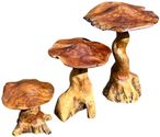 Teak Root Giant Wild Toadstools - Set of 3