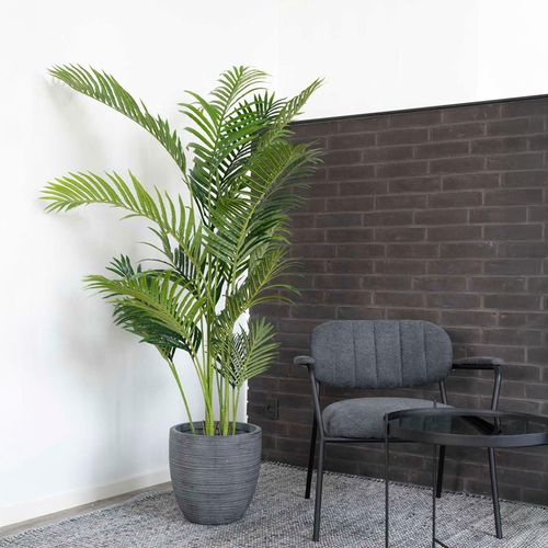 Cecilia Green Areca Palm