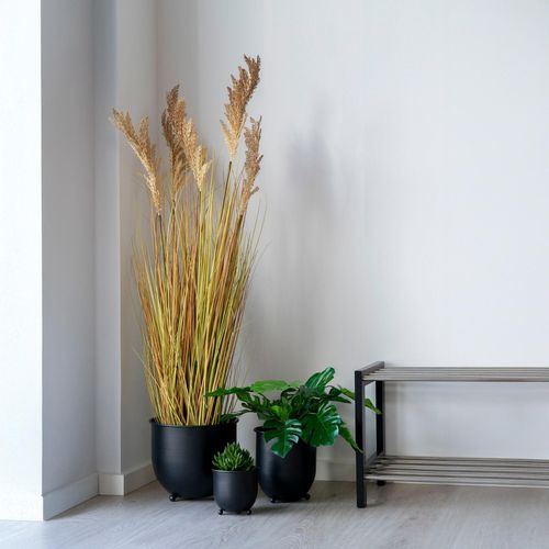 Natural Sorghum Grass