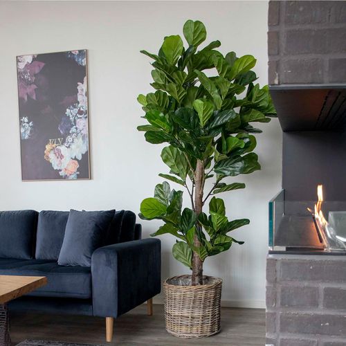 Fiddle Leaf Large Tree - Green