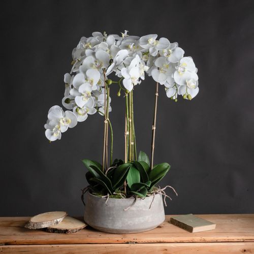 White Large Orchid in Glass Pot