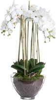 Large White Orchid In Glass Pot