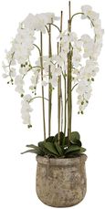 Large White Orchid in Antique Stone Pot