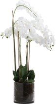 Large White Tall Orchid In Glass Pot