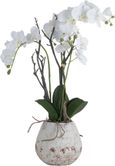 White Orchid In Stone Pot