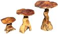 Teak Root Giant Wild Toadstools - Set of 3