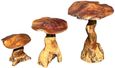 Teak Root Giant Wild Toadstools - Set of 3