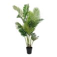 Cecilia Areca Palm - Green