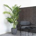 Cecilia Areca Palm - Green