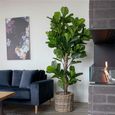 Fiddle Leaf Large Tree - Green