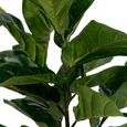 Fiddle Leaf Tree - Green