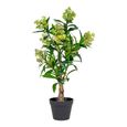 Green Skimmia Tree
