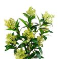 Green Skimmia Tree