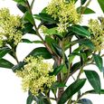 Green Skimmia Tree
