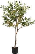 Morgan Olive Small Tree