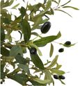 Morgan Olive Tree