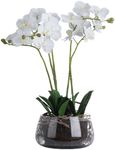 White Orchid in Glass Pot