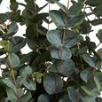 Tree - Artificial - Eucalyptus
