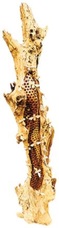 Beehive Sculpture - 20 Bees - Teak Root