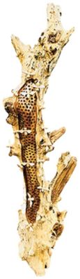 Beehive Sculpture - 20 Bees - Teak Root
