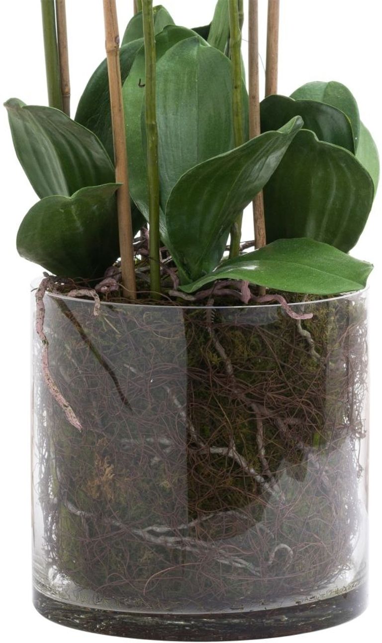 Large White Tall Orchid In Glass Pot