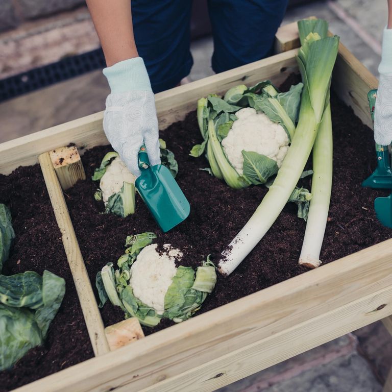 Garden Veg Trug Planter - Raised - Timber Wood