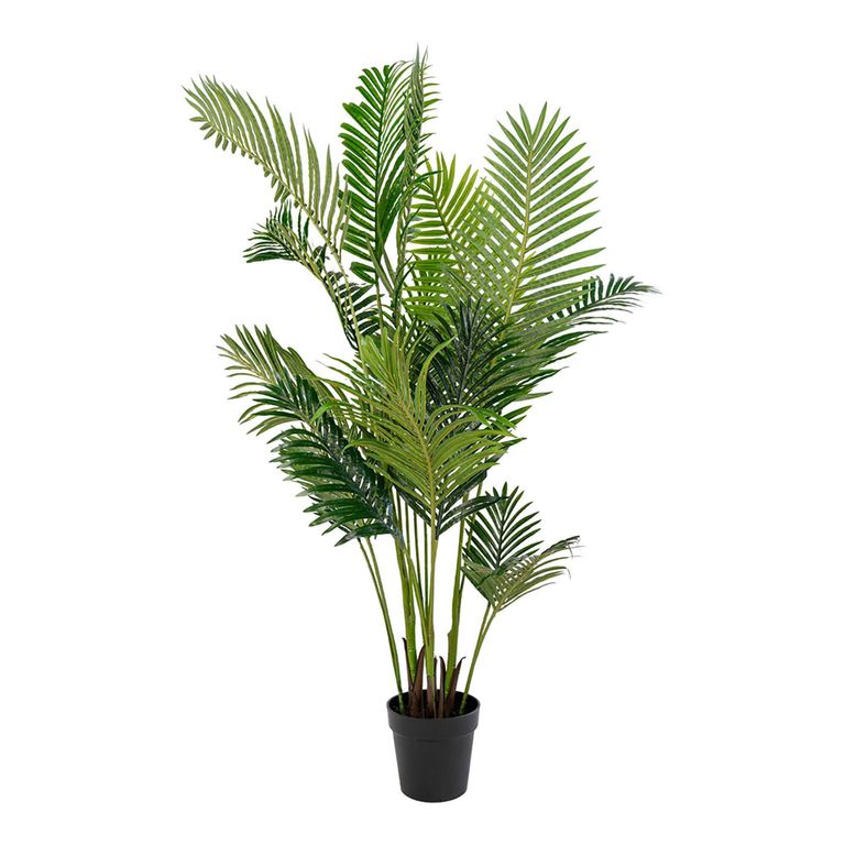 Cecilia Areca Palm - Green
