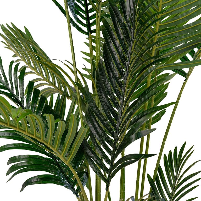 Cecilia Areca Palm - Green