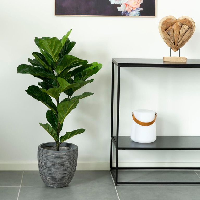 Fiddle Leaf Tree - Green