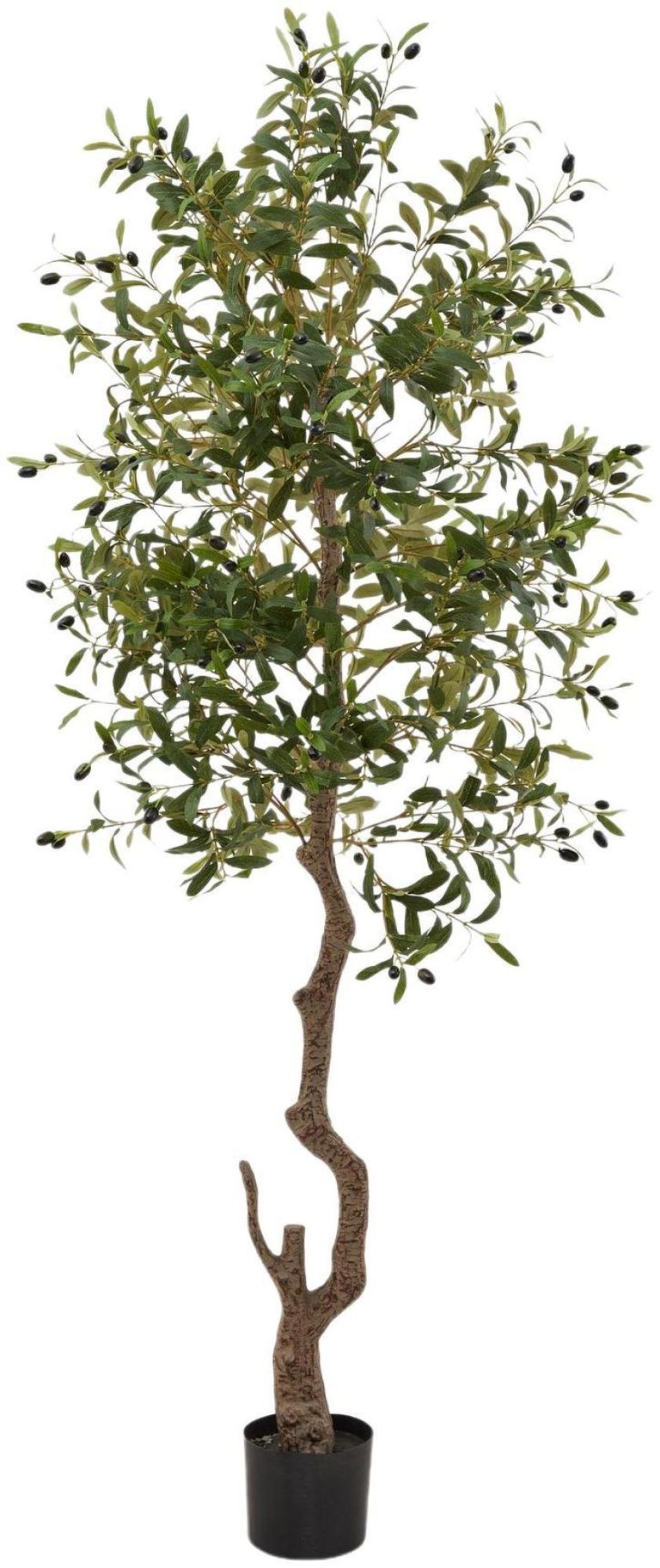 Morgan Olive Large Tree