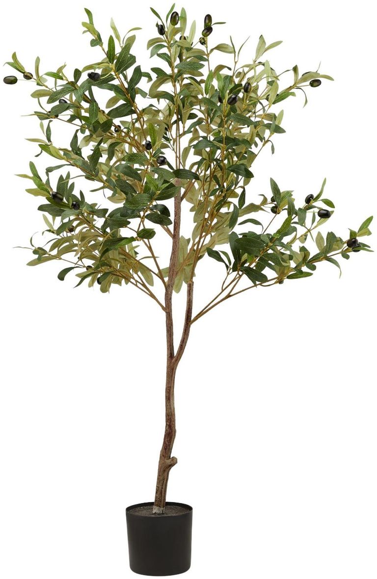 Morgan Olive Small Tree