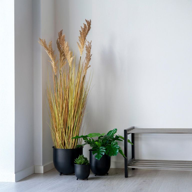 Natural Sorghum Grass