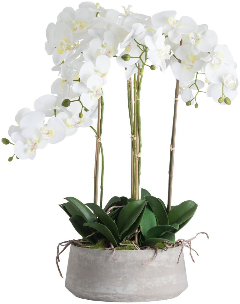 White Large Orchid in Glass Pot