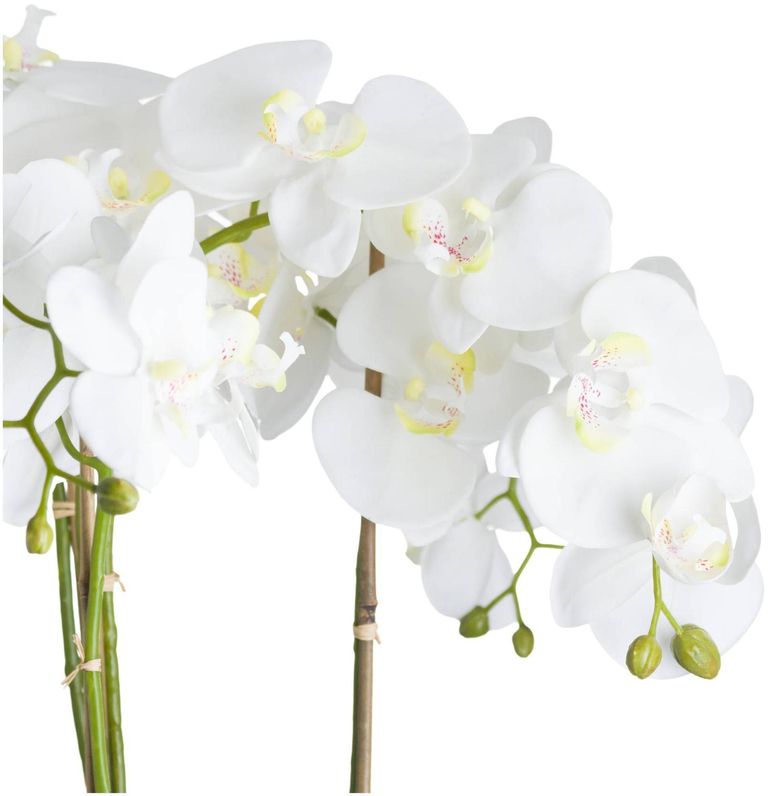 White Large Orchid in Glass Pot