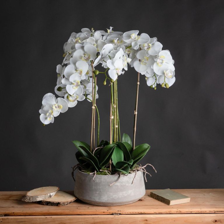 White Large Orchid in Glass Pot