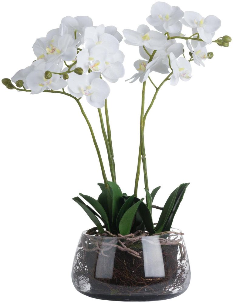 White Orchid in Glass Pot