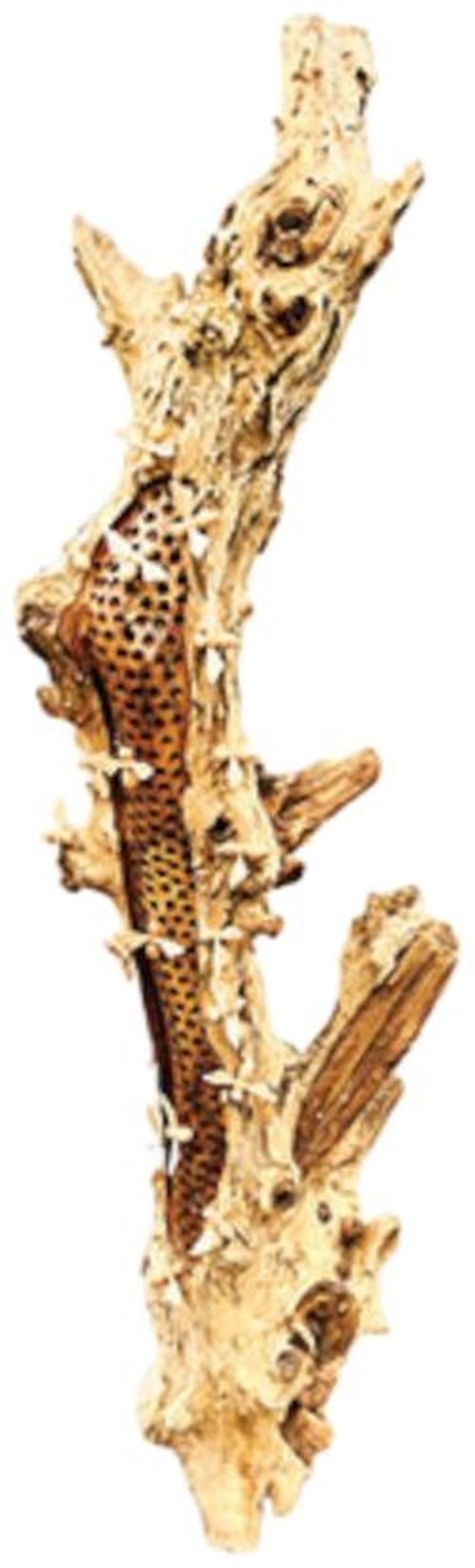 Beehive Sculpture - 20 Bees - Teak Root