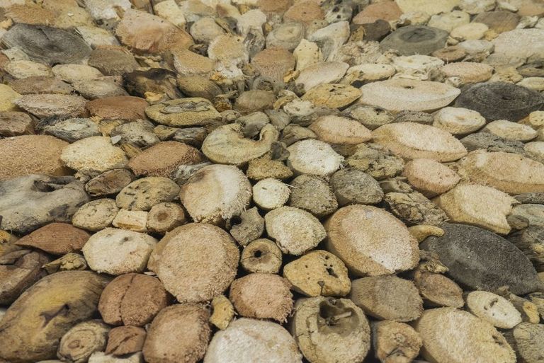 Driftwood Round Coffee Table - Glass Top