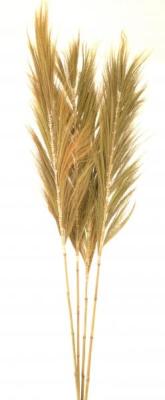 Product photograph of Feathered Decorative Grass from Choice Furniture Superstore