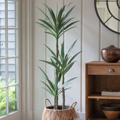 Product photograph of Small Yucca Tree from Choice Furniture Superstore