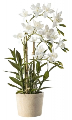 Orchid White Cycnoches Ceramic Pot