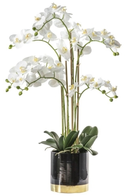Product photograph of Orchid White With Black Gold Pot from Choice Furniture Superstore