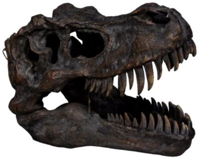 Product photograph of Extra Large T-rex Skull Wall Head from Choice Furniture Superstore