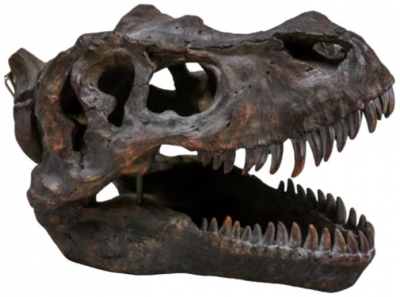 Product photograph of Large T-rex Skull Wall Head from Choice Furniture Superstore