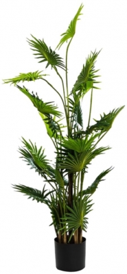 Ornamental Fan Palm Tree In Black Pot