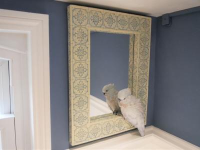 Product photograph of Parrot Mirror from Choice Furniture Superstore