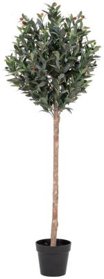 Product photograph of Green Olive Tree - 58cm X 110cm from Choice Furniture Superstore