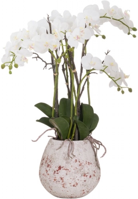 Hill Interiors Large Stone Potted Orchid With Roots