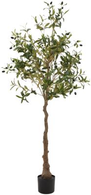 Product photograph of Calabria Olive Tree from Choice Furniture Superstore