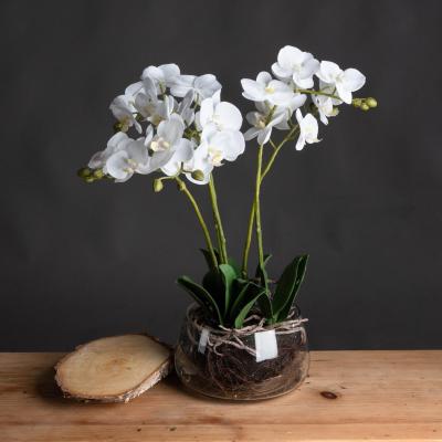 Product photograph of White Orchid In Glass Pot from Choice Furniture Superstore